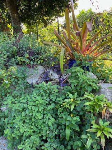 Jardin Des Anges-Bungalows Creoles Et Studio Le Moule Extérieur photo